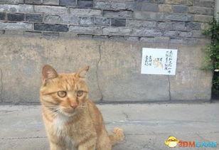 网红猫将被驱逐,宠物与居住权的冲突