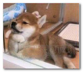 狗狗颜色心型表情包,心形表情包萌动人心